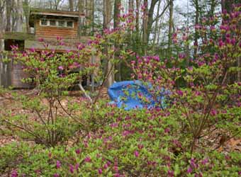 April and the Azaleas in bud 