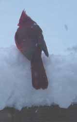 Cardinal sitting in the snow.