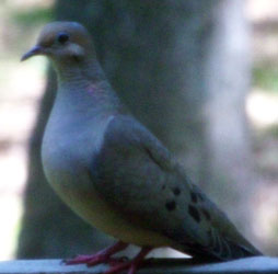 Mourning Dove (the pidgeons of the south) on our railing