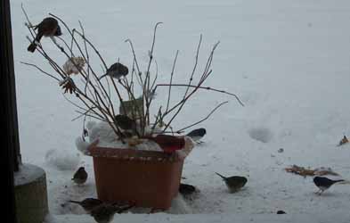 Birds in winter hydrangea bush