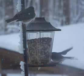 Bird on our snowy feeder