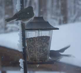 Bird on our snowy feeder