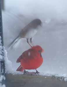 A surprised Cardinal
