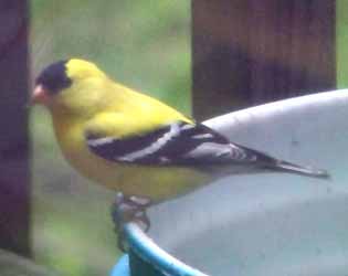 Yellow Finch