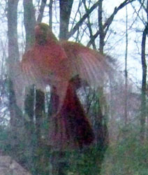 Cardinal fluttering up the window