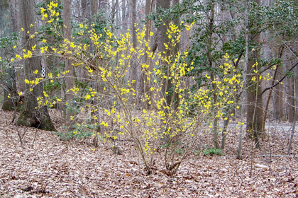 Photo of our forsythia in bloom.