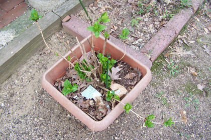 Photo of our potted hydrangea leaving out.